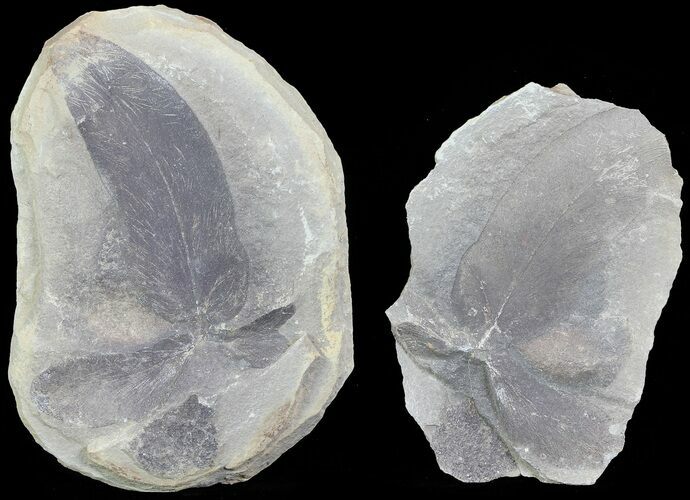 Fossil Neuropteris Seed Fern Leaf (Pos/Neg) - Mazon Creek #72355